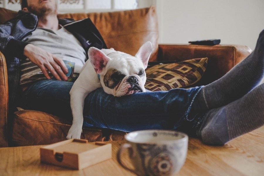 Dog laying on owner’0s legs while laying on the couch